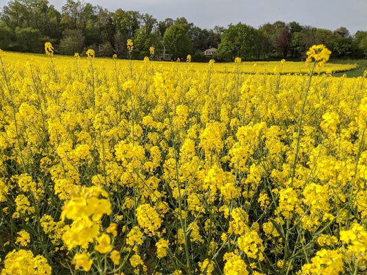 Rapeseed wax: 5 eco and wellness benefits in 2026